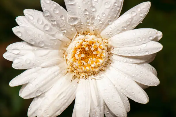 Detailed closeup macro photo of a colourful gerbera flower with water droplets