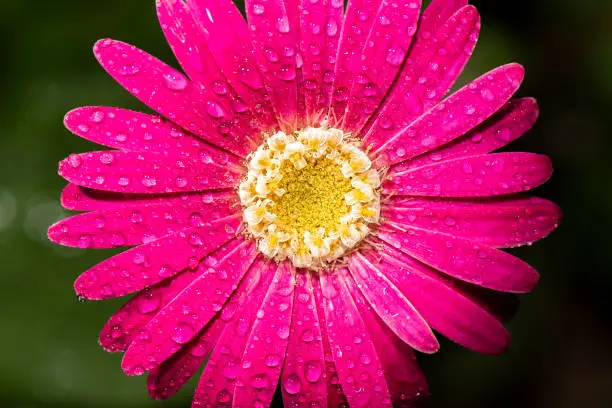 Detailed closeup macro photo of a colourful gerbera flower with water droplets