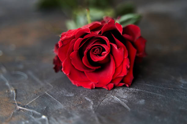 istock Red rose on dark background. Place for text. Copy space 1272389217