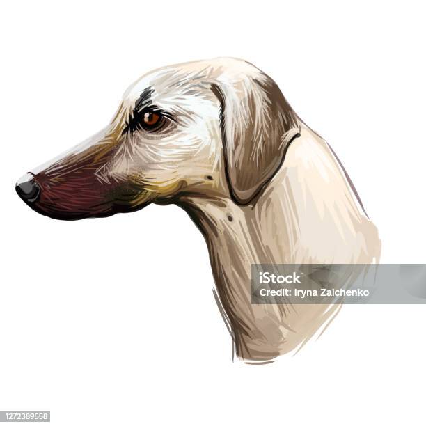 Ilustración de Sloughi Perro Sabueso Se Originó En El Arte Digital De Africa Retrato De Acuarela Ilustración de Sloughi Perro Sabueso Se Originó En El Arte Digital De Africa Retrato De Acuarela