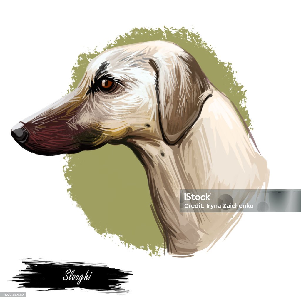 Ilustración de Sloughi Perro Sabueso Se Originó En El Arte Digital De Africa Retrato De Acuarela De Mascota Africana Con Pelaje Corto Perrito Con Piel Lisa Y Hocico Largo y más Vectores Ilustración de Sloughi Perro Sabueso Se Originó En El Arte Digital De Africa Retrato De Acuarela De Mascota Africana Con Pelaje Corto Perrito Con Piel Lisa Y Hocico Largo y más Vectores