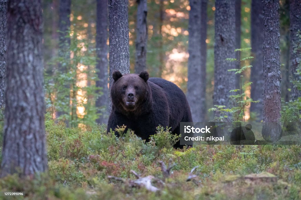 A bear walking in a forest at sunset in north of Finland near kumho Bear Stock Photo