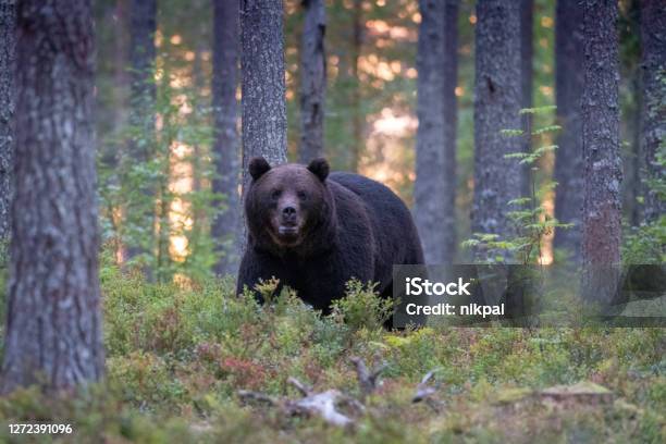 A Bear Walking In A Forest At Sunset In North Of Finland Near Kumho Stock Photo - Download Image Now