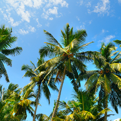 Coconut Palm tree with blue sky,beautiful tropical background.