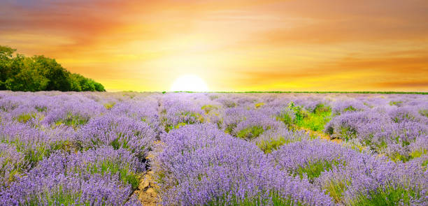 istock A field with blooming lavender and a bright sunrise. 1272392146
