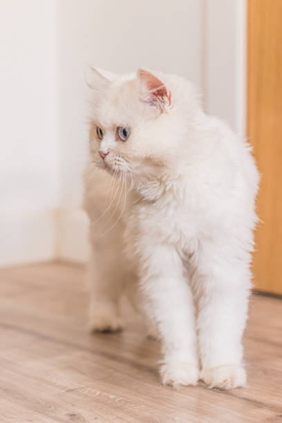 istock Brown and white persian cats 1272392341