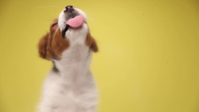 cute jack russell terrier dog sitting against yellow background and licking the glass in front of him