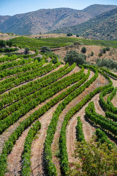 istock View of a farm, agricultural fields with vineyards, typically Mediterranean 1272395557