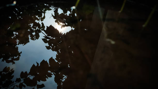 istock reflection of sky and tree on water 1272396023
