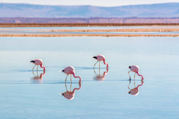 Andean flamingos in Laguna Chaxa, Atacama salar, Chile Andean flamingos in Laguna Chaxa, Atacama salar, Chile national wildlife reserve stock pictures, royalty-free photos & images