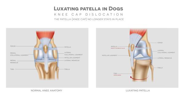 istock The medial luxating patella in dogs and healthy join 1272397808