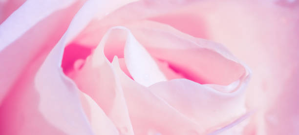 istock Soft focus, abstract floral background, pink white rose flower. Macro flowers backdrop for holiday brand design 1272397826