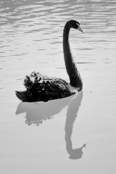 istock Black swan swims in the lake 1272400436