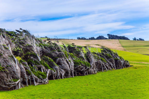 Mount Eden Summit at winter, Auckland, New Zealand