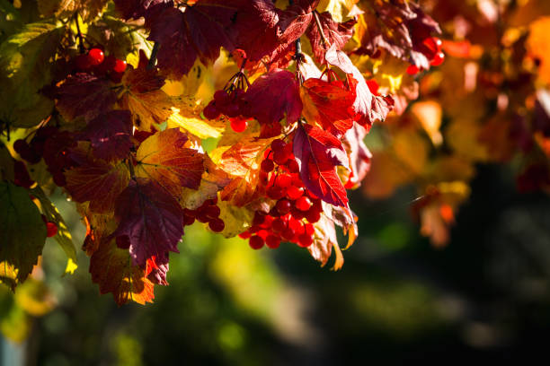 Red ripe berries on viburnum tree in warm autumn day. Selective focus. Shallow depth of field.