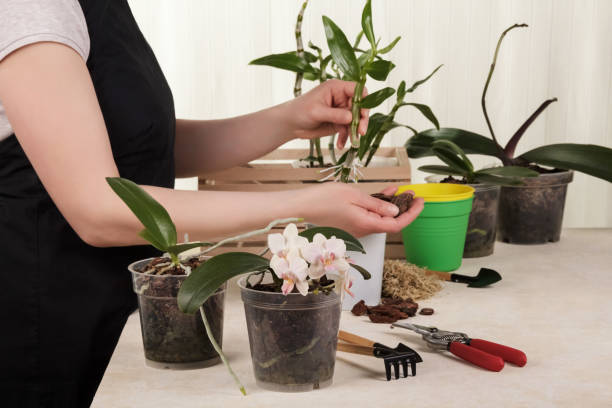 Favorite hobby. The girl is engaged in transplanting a flower dendrobium nobile Favorite hobby. The girl is engaged in transplanting a flower dendrobium nobile on a light background dendrobium orchid stock pictures, royalty-free photos & images