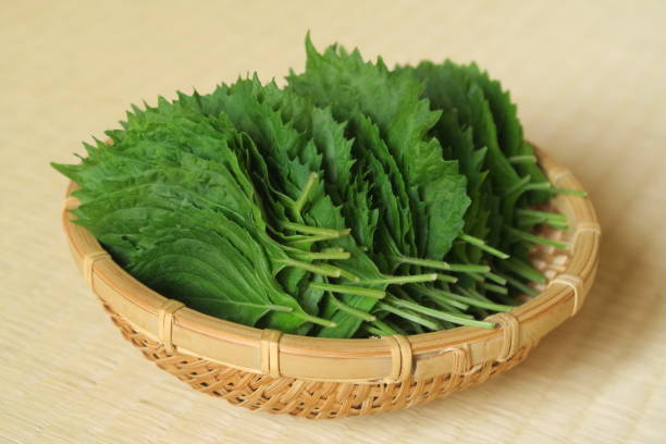 Japanese basil (shiso) in a bamboo basket