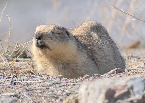 Dormant marmot in the rays of the spring sun, Baikonur, Kazakhstan A serene marmot with closed eyes lies in the rays of the spring sun on a blurred background woodchuck photos stock pictures, royalty-free photos & images