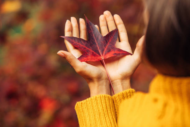 istock Woman holding an autumn leaf 1272410191