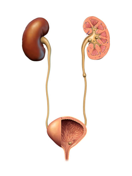 Kidney and urinary stones Kidney and urinary stones formation. Digital illustration. ureter stock illustrations