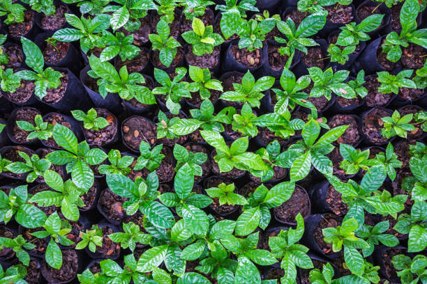 Seedlings of coffee plants in a nursery