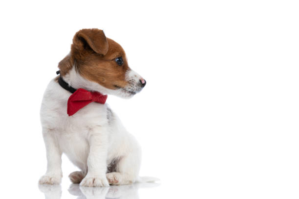 istock baby jack russell terrier dog looking to a side 1272411553