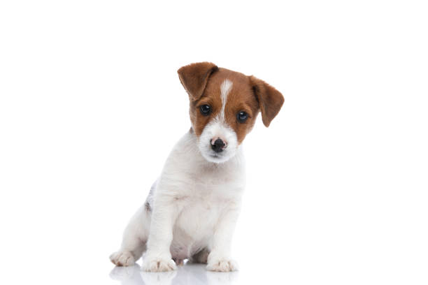 istock jack russell terrier dog leaning to a side 1272412191