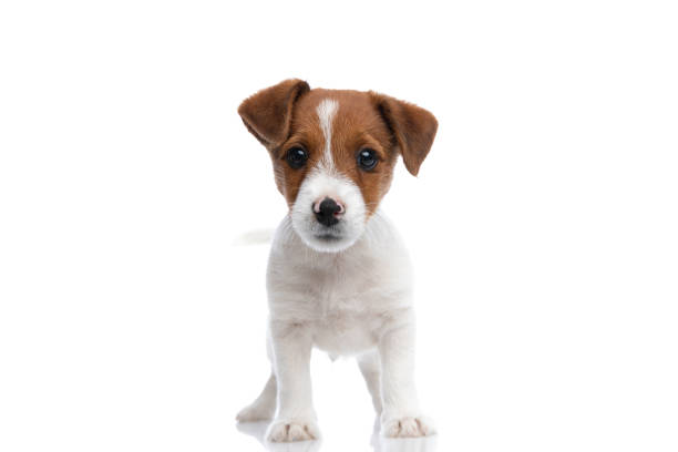 istock little jack russell terrier dog waving his tail 1272412217