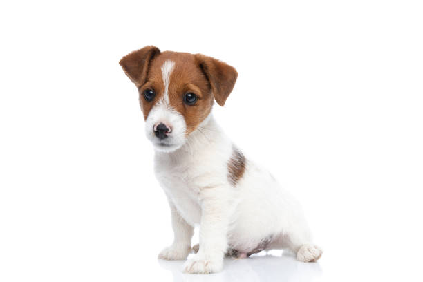 istock jack russell terrier dog sitting with his body aside 1272412255
