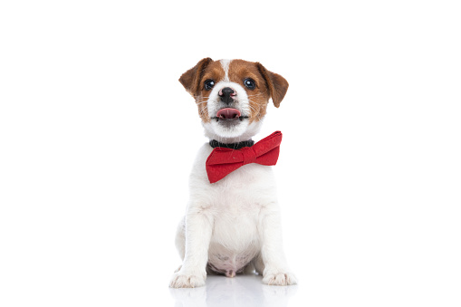 adorable eager jack russell terrier dog waiting to eat something with his tongue exposed, wearing a red bowtie and sitting against white background