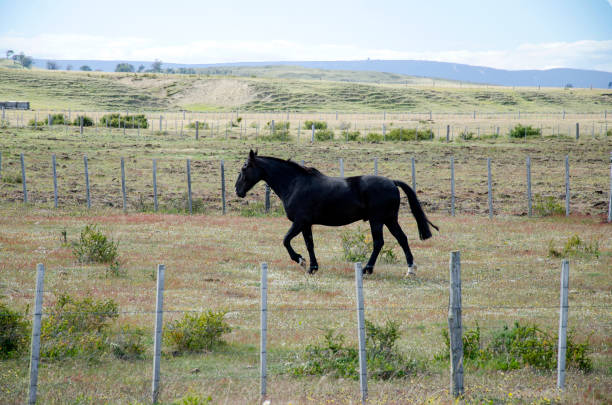 istock Black horse in Patagonia 1272412462