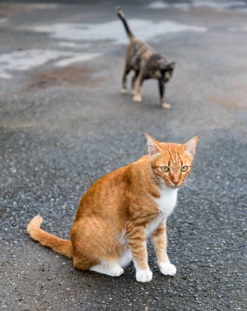 istock Yellow cat with black on the paved road. 1272414106