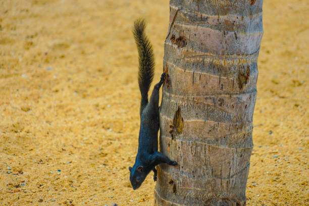 istock Pattaya Beach cute squirrel (Thailand) 1272414217
