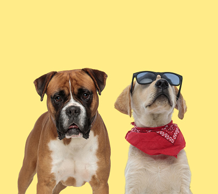 adorable boxer dog standing next to a labrador retriever dog wearing bandana and sunglasses cool on yellow background