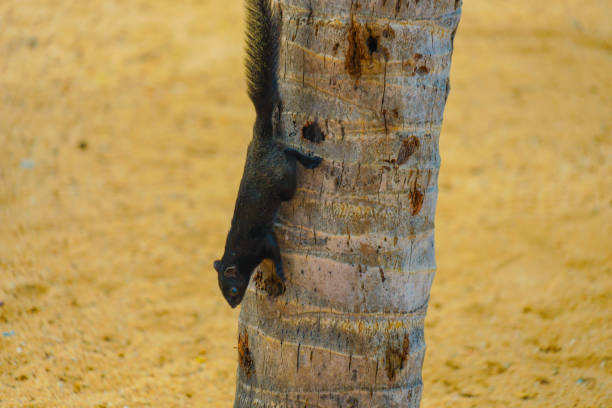 istock Pattaya Beach cute squirrel (Thailand) 1272414354