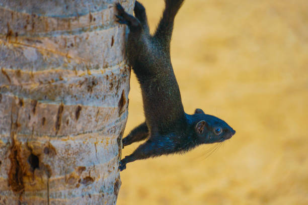 istock Pattaya Beach cute squirrel (Thailand) 1272414411