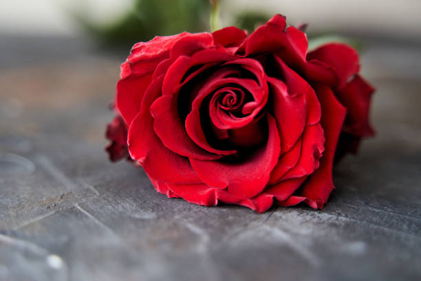 istock Red rose on dark background. Place for text. Copy space 1272414422