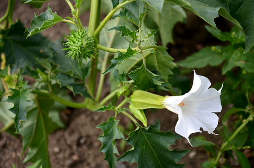 stramonium, datura, flower, plant, green, nature, garden, white, leaf, flowers, leaves, spring, agriculture, blossom, summer, vegetable, forest, bloom, plants, flora, yellow, closeup, fresh, organic, food, blooming, macro, thorny, intoxication, impressions, heavy, poisonous, poison, eggplant, wild, cocumber, kind of, dizziness, staggering, heart, rate, toxic, palpitations, gait, subjective, symptoms, common, herb