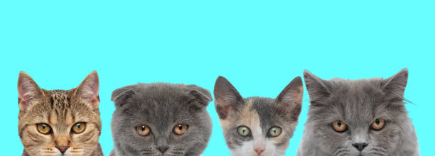 istock cat team looking at camera with cute little eyes 1272414534