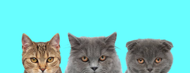 istock couple of cats standing side by side, looking at camera 1272414552
