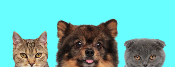 istock Spitz dog sticking out tongue next to two cats 1272414584