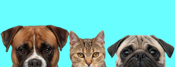 istock animal couple hiding their face, standing in line 1272414601