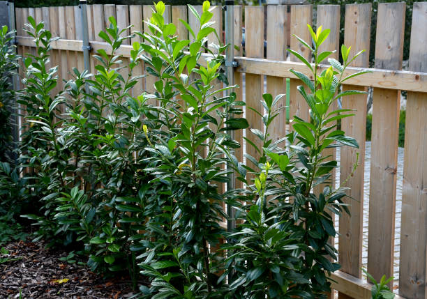 evergreen shrubs in combination with wooden fencing fit into any garden also create a feeling of privacy in the parking lot next to the shopping center and the green color soothes novita, laurocerasus, prunus, fence, wood, garden, wooden, wall, green, plant, old, nature, ivy, grass, leaf, house, summer, flower, gardening, window, door, leaves, outdoor, flowers, natural, home, texture, building, shrub, evergreen, spruce, timber, fencing, opacity, street, hedge, new, plank, planks, improve, bark, mulch ivy tree bark wood stock pictures, royalty-free photos & images