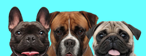 istock 3 dogs standing next to one another and panting 1272414657