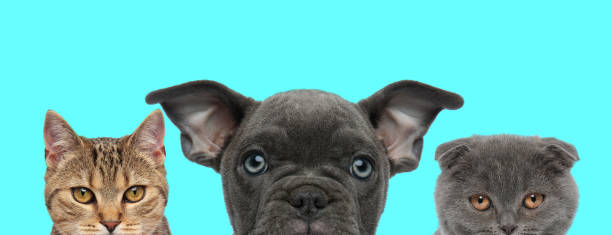 istock 3 animals are looking at camera and standing 1272414723