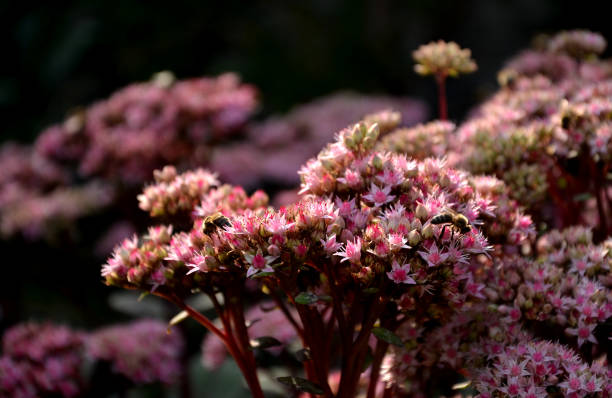 午後の太陽の下で花の形をした花壇を備えた庭の配置 - succulent plant sedum temperate flower perennial ストックフォトと画像