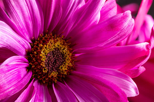 istock Pink daisy flower head closeup 1272415949