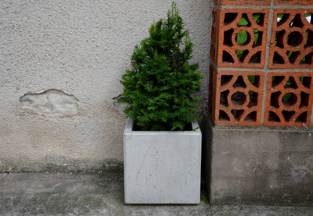 yew, tree, conical, conically, shaping, trimming, trim, cut, topiary, yard, shape, brick, wall, taxus, bacata, flower, pot, concrete, cube, plaster, evergreen, planted, garden, gray, red, door, house, old, architecture, window, street, building, stone, home, village, entrance, flowers, plant, exterior, outdoor, facade, italy, green, mediterranean, vintage
