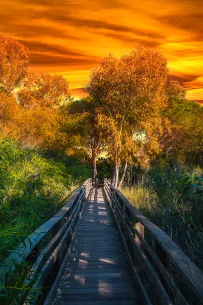 wooden path in pine forest at dramatic red sunset