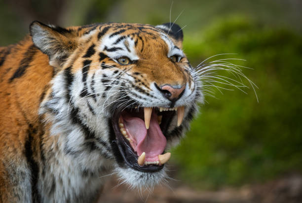 Siberian tiger Close shot of a roaring siberian tiger. predator teeth stock pictures, royalty-free photos & images